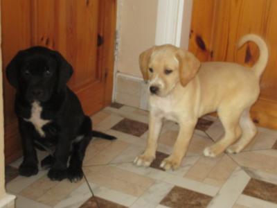 Labrador x Pointer puppies in Carlow